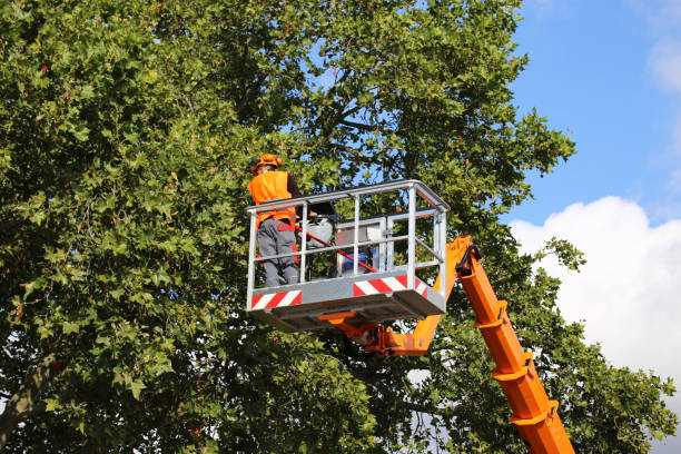 Best Tree Trimming and Pruning  in Burnham, IL
