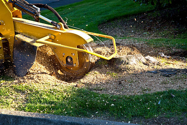 Best Tree Mulching  in Burnham, IL